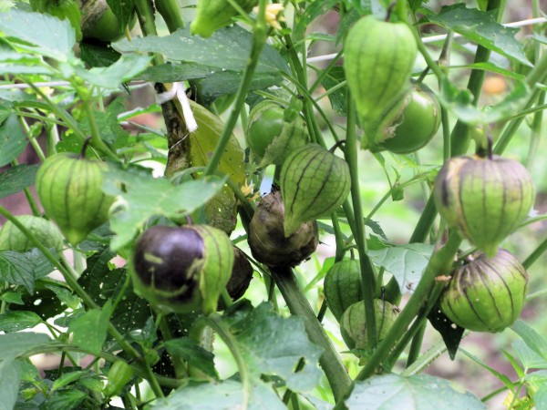 Tomatillo 1