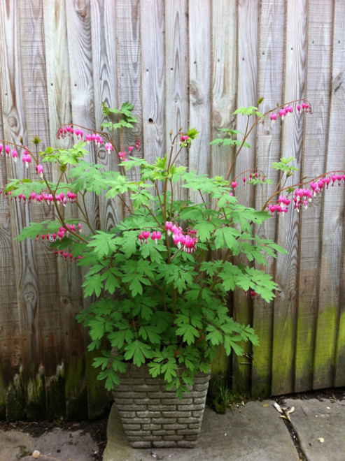 Lamprocapnos spectabilis 2