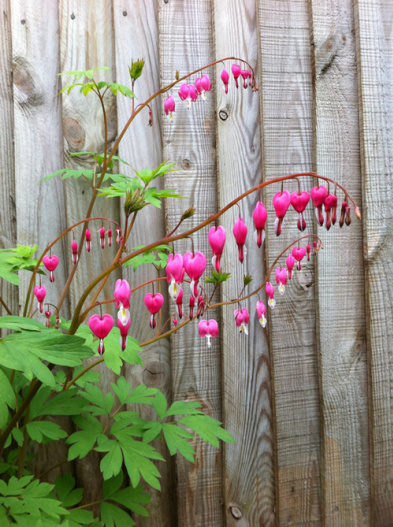 Lamprocapnos spectabilis 3