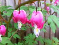 imagen San Valentín en tu jardín con la Lamprocapnos spectabilis