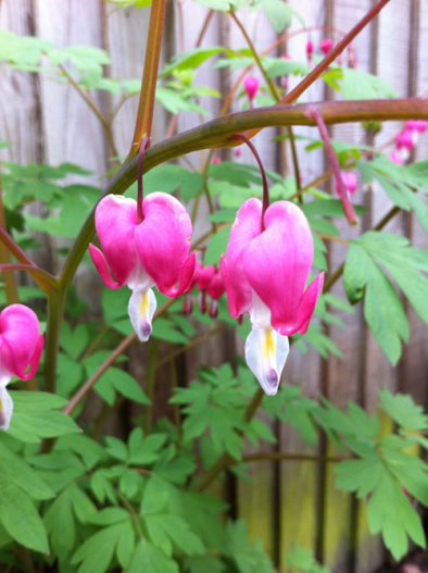 Lamprocapnos spectabilis 4