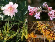 imagen Cómo tener un jardín perfumado todo el año