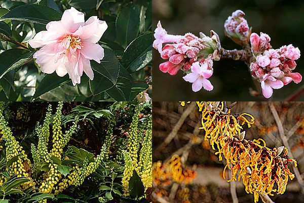 Tener un jardín perfumado 2