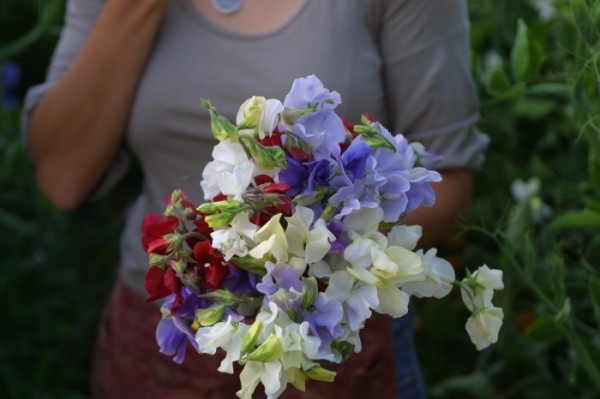 Tips para cultivo de flores de corte 1