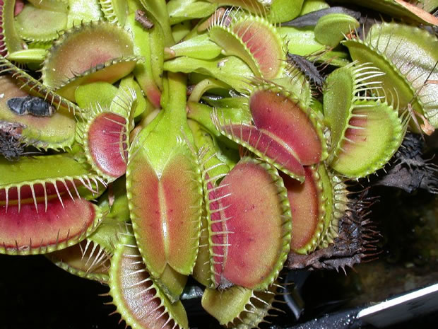 Dionaea muscipula 2