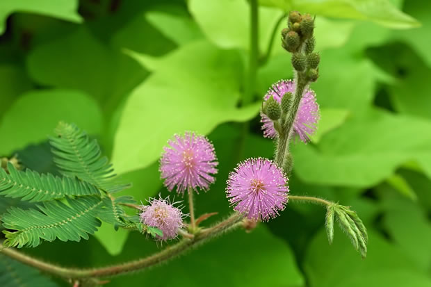 Mimosa pudica 1