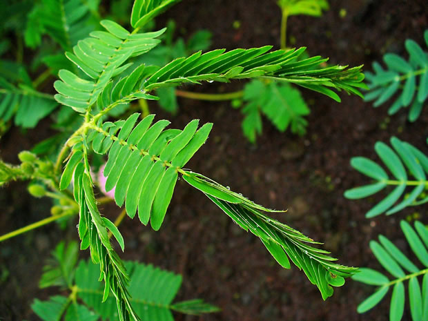 Mimosa pudica 4