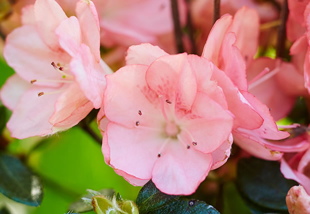 10 variedades de azaleas