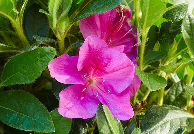 10 variedades de azaleas