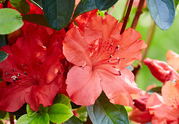 10 variedades de azaleas