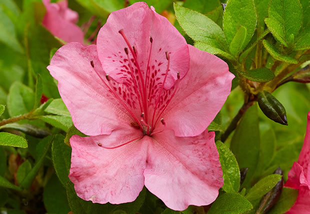 10 variedades de azaleas