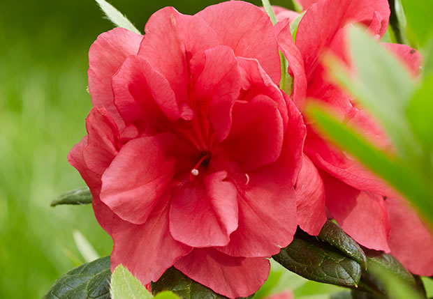 10 variedades de azaleas