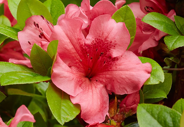 azaleas-girard-crimson