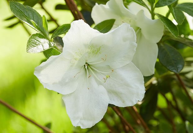 10 variedades de azaleas