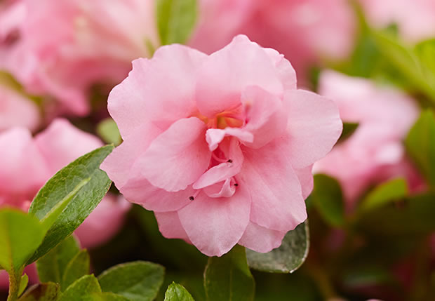 10 variedades de azaleas