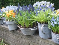 imagen Cómo forzar el crecimiento de los bulbos de primavera