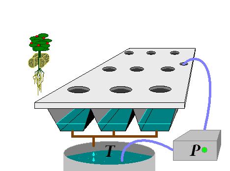 Cultivo hidropónico 4