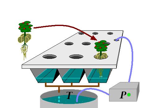 Cultivo hidropónico 5