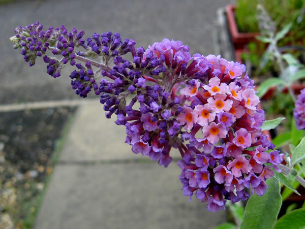 Buddleja o buddleia 1