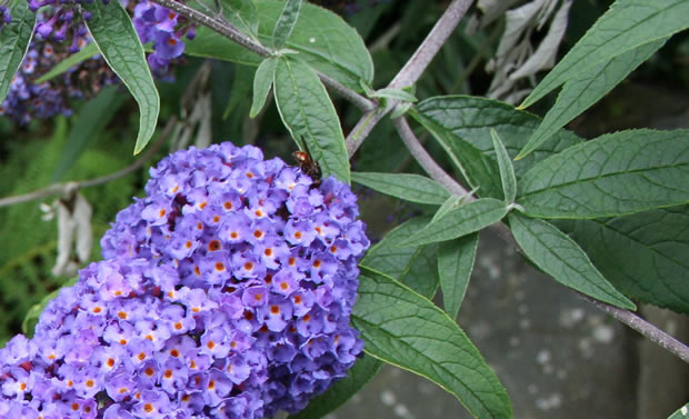 Buddleja o buddleia 3