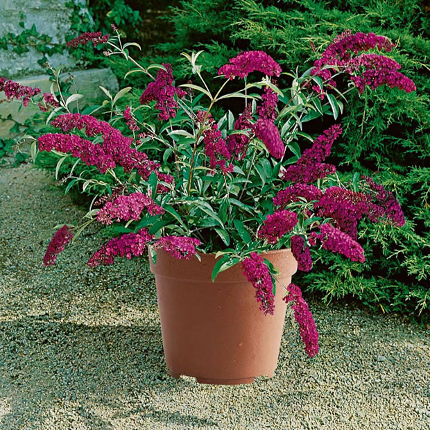 Buddleja o buddleia 5