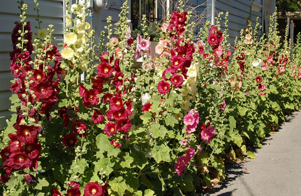 Malva o alcea 2