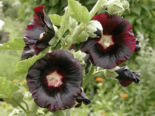 Malva o alcea 7