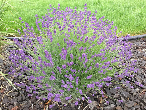 Cultivar lavanda 1