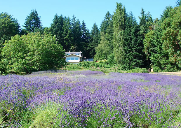 Cultivar lavanda 2