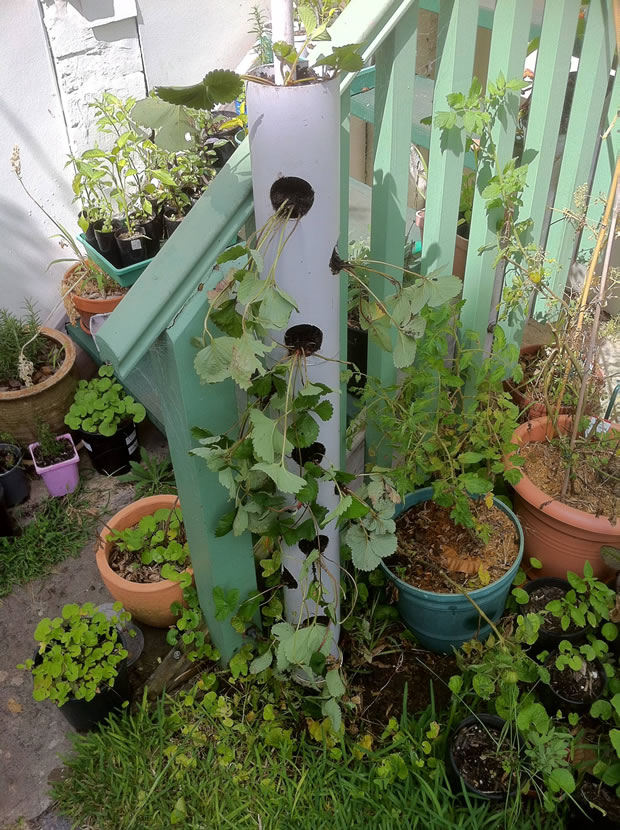Cultivo vertical fresas 6