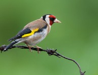 imagen Cómo atraer jilgueros a tu jardín