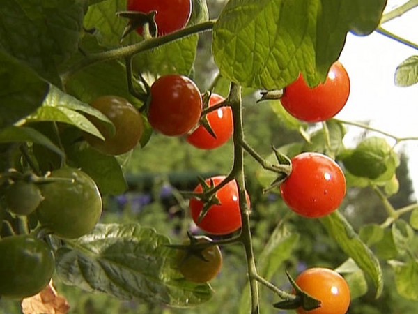 Tareas de primavera en el jardín 8