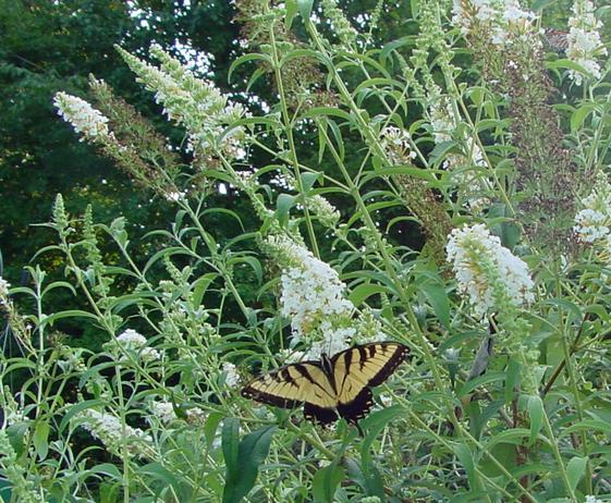 Tareas de primavera en el jardín 9