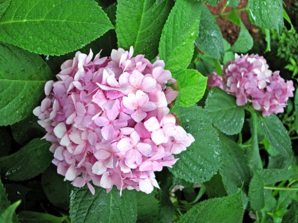 Tareas de primavera en el jardín 10