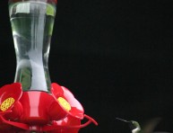 imagen Haz de tu jardín el lugar perfecto para el colibrí