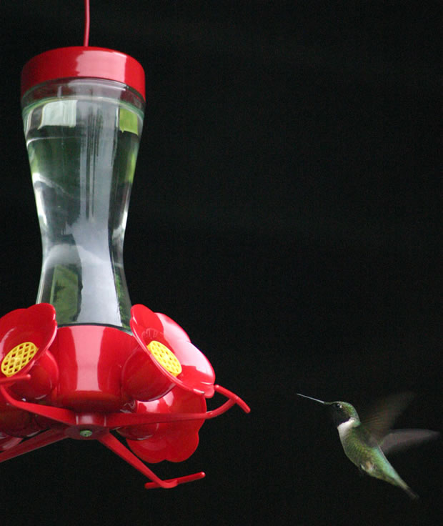 Colibri en el jardín