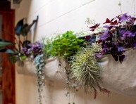 imagen Las mejores plantas para tener en el baño