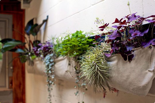 Plantas para el baño