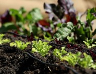 imagen Las ventajas de tener un jardín orgánico