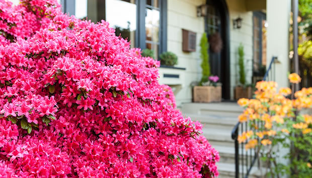 Las ventajas y usos de las azaleas