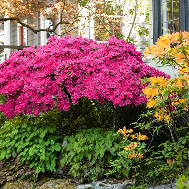 Azaleas 2