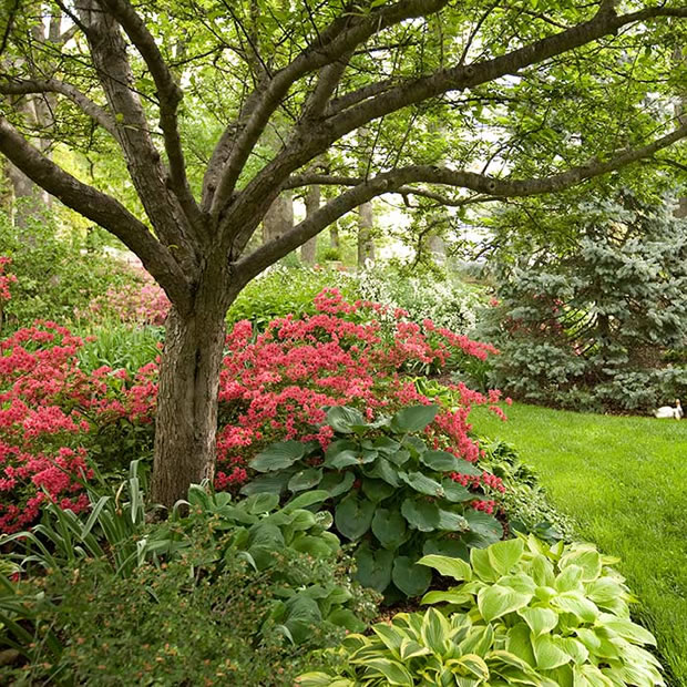 Las ventajas y usos de las azaleas