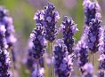 imagen Cultiva lavanda como un profesional