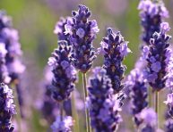 imagen Cultiva lavanda como un profesional