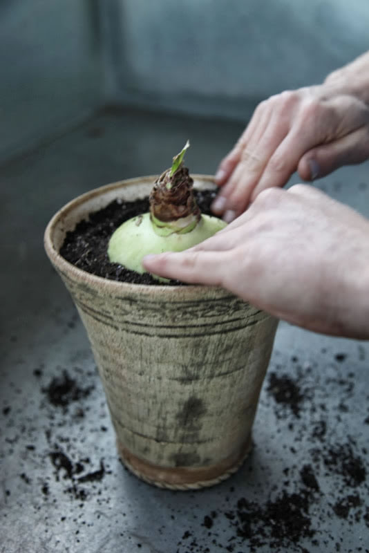 Cómo plantar narcisos blancos y amarilis en macetas