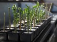 imagen Propagación de la hortensia por esquejes