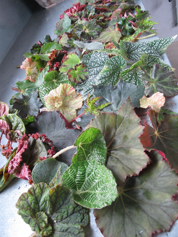 Cómo propagar begonias por esquejes de hojas