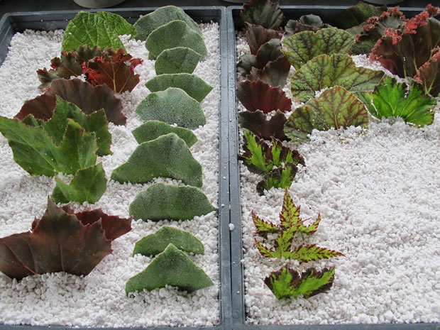 Propagación begonias 7