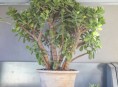 imagen Trasplante del Árbol de Jade paso a paso