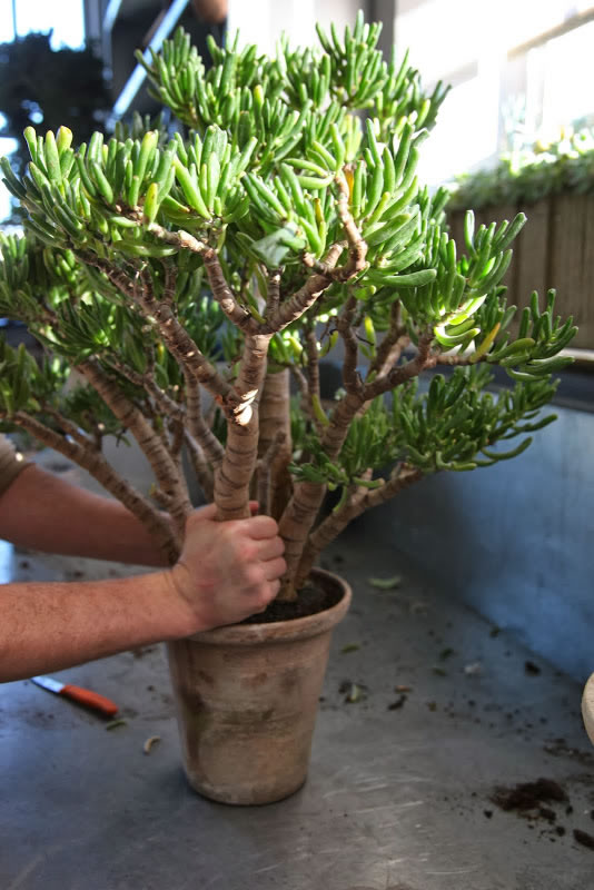 Trasplante del árbol de Jade 4